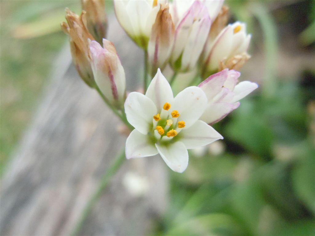 Nothoscordum gracile / Aglio fragrante
